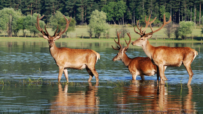 8 Messages Deer Send Hunters With Their Tails